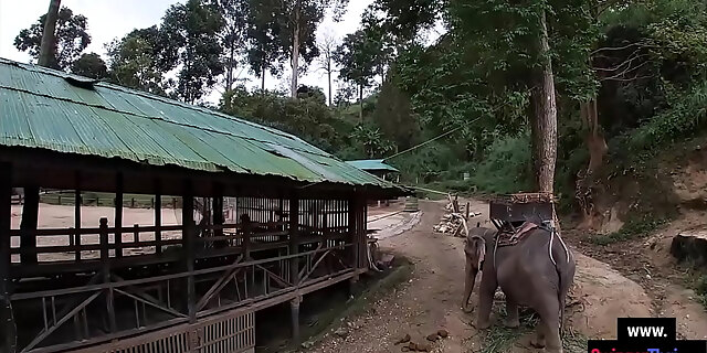 amateur,amateur teen,asian,ass,big ass,big cock,couple,doggystyle,pov,sex,teen,thai